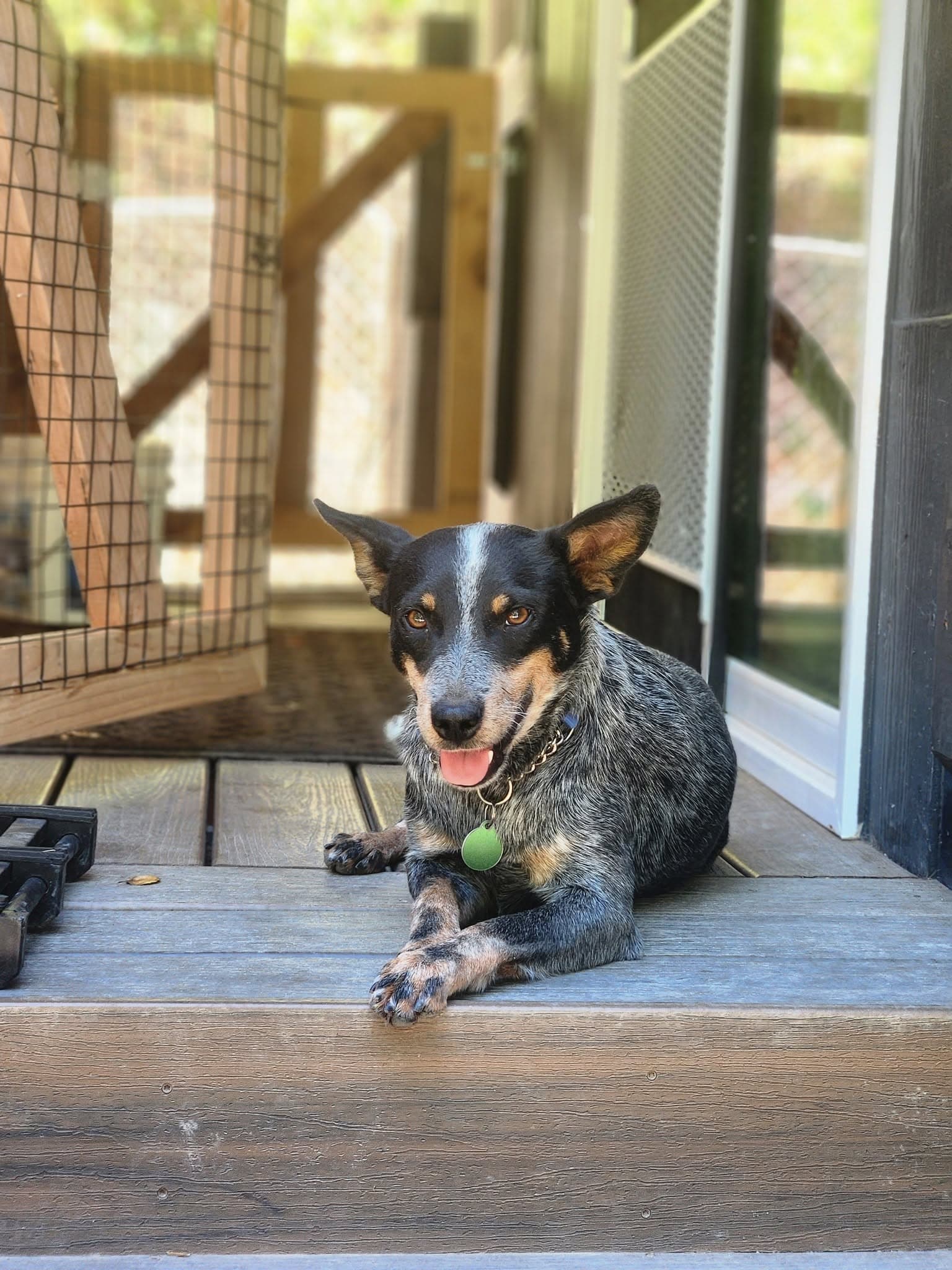 Amaya - Australian Cattle Dog/Blue Heeler