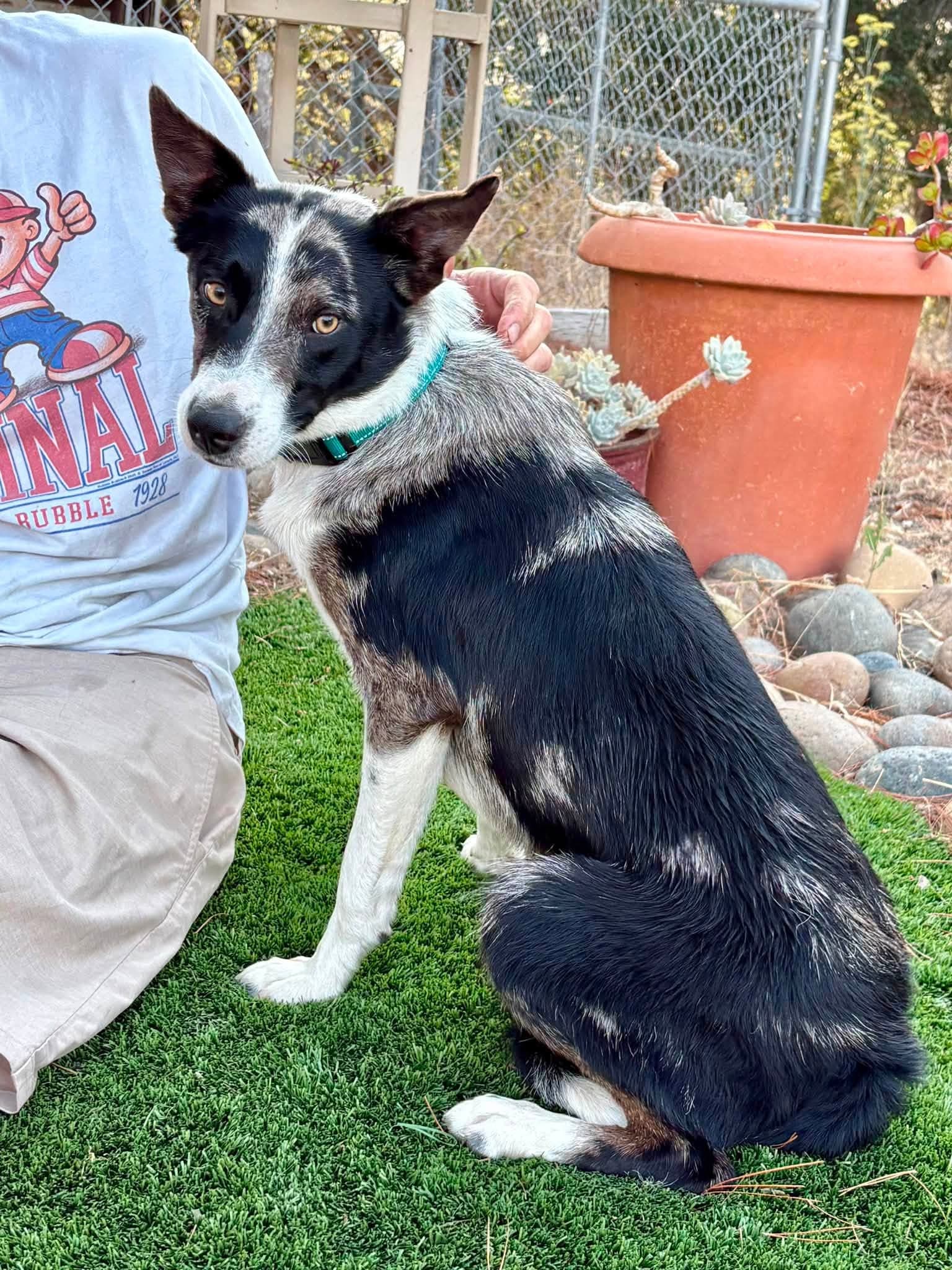 Picasso - Border Collie