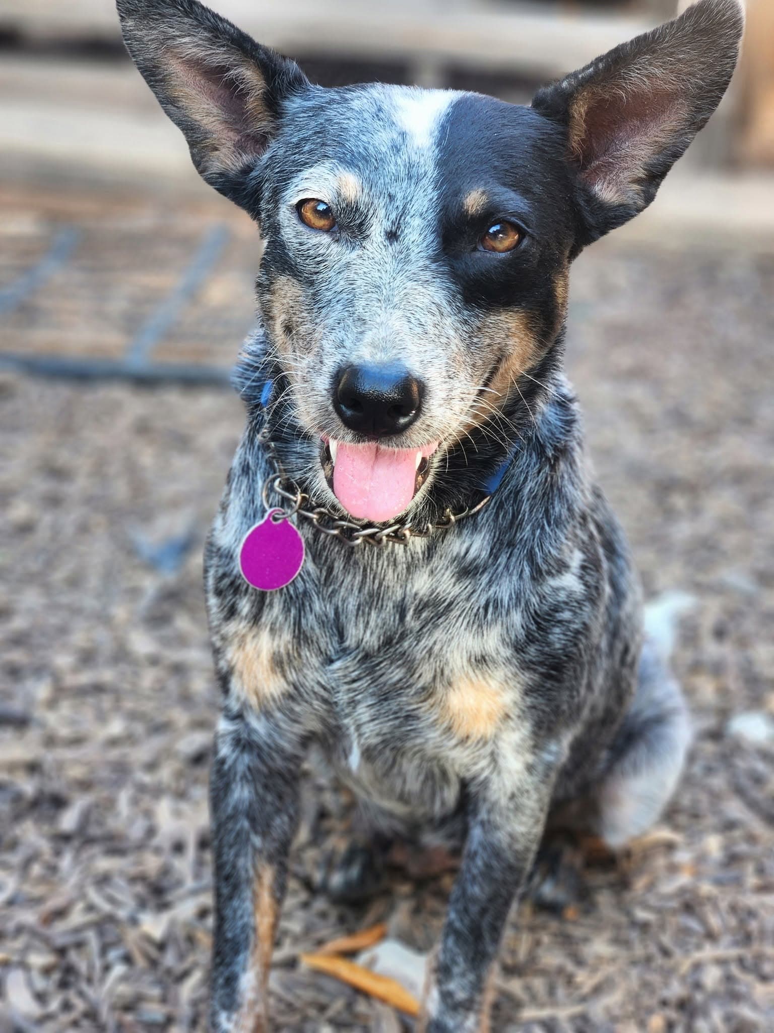 Lexi - Australian Cattle Dog/Blue Heeler