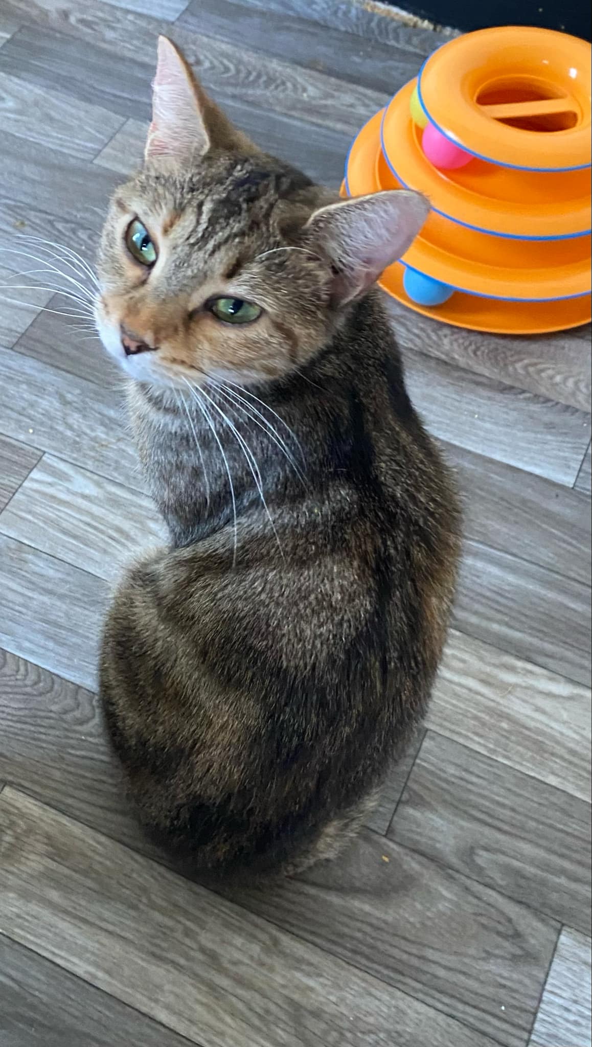 Hazel - Domestic Short Hair
