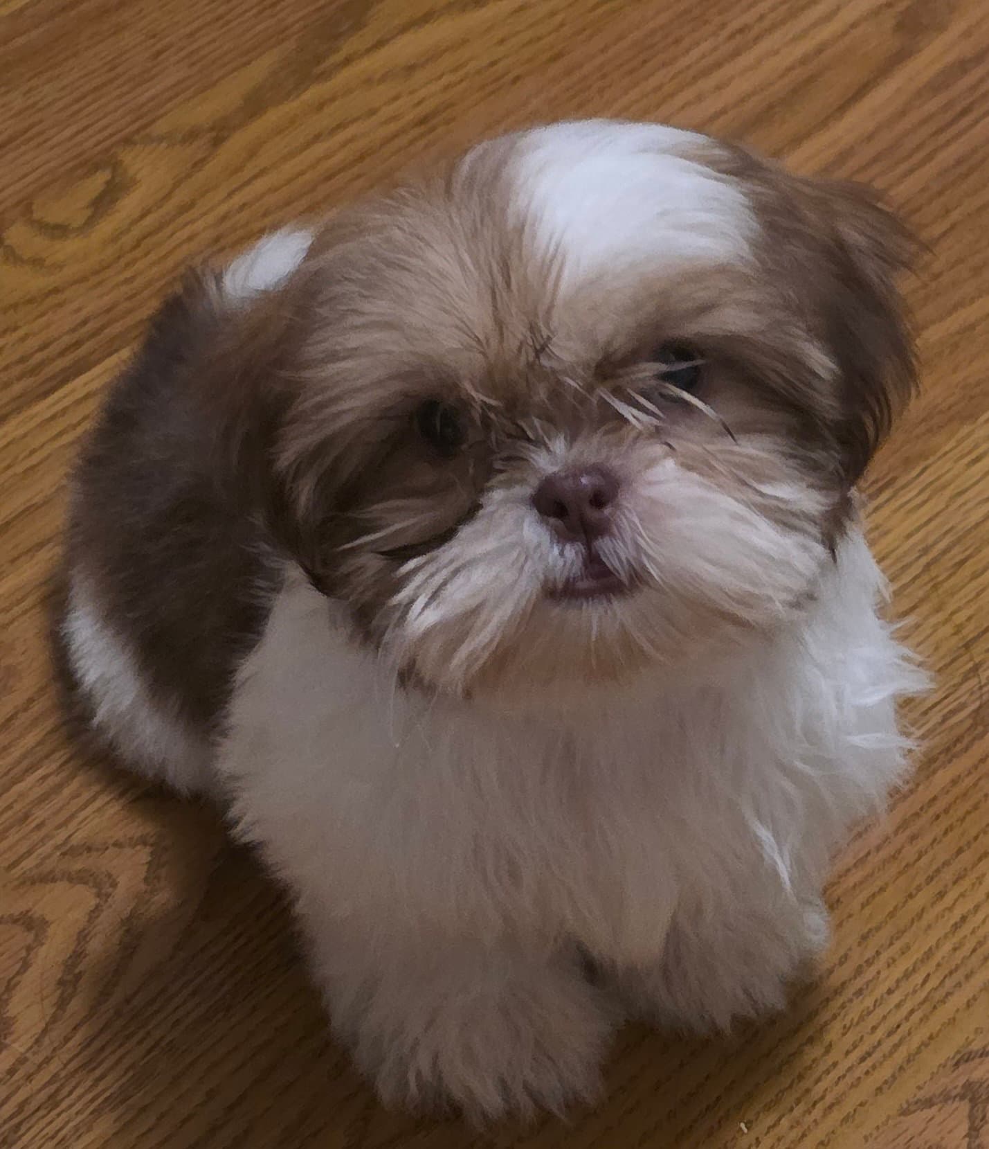 Kiwi Hold - Shih Tzu