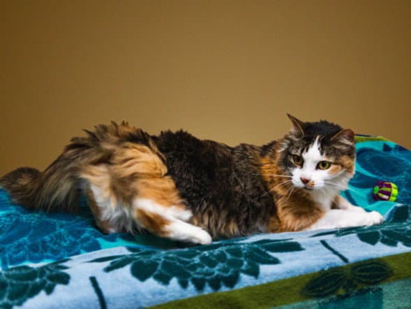 Frida - Domestic Long Hair