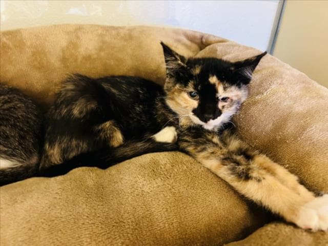 Phoebe - Domestic Short Hair