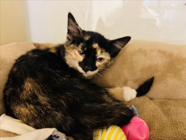 Phoebe - Domestic Short Hair