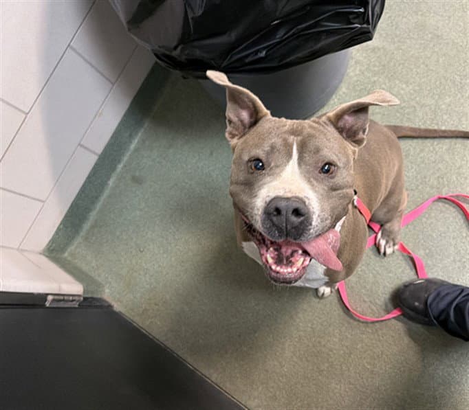 Missy - American Pit Bull Terrier