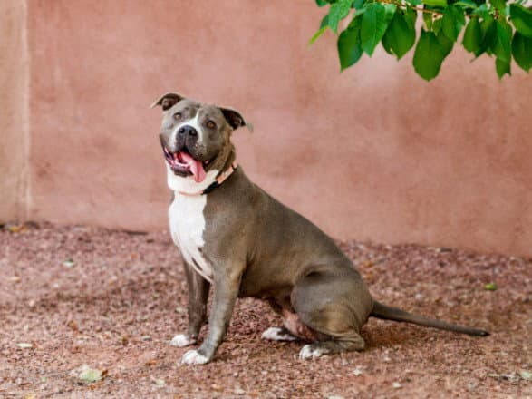 Missy - American Pit Bull Terrier