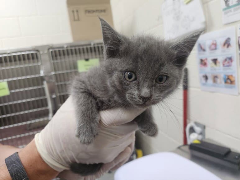 Simone - Domestic Short Hair