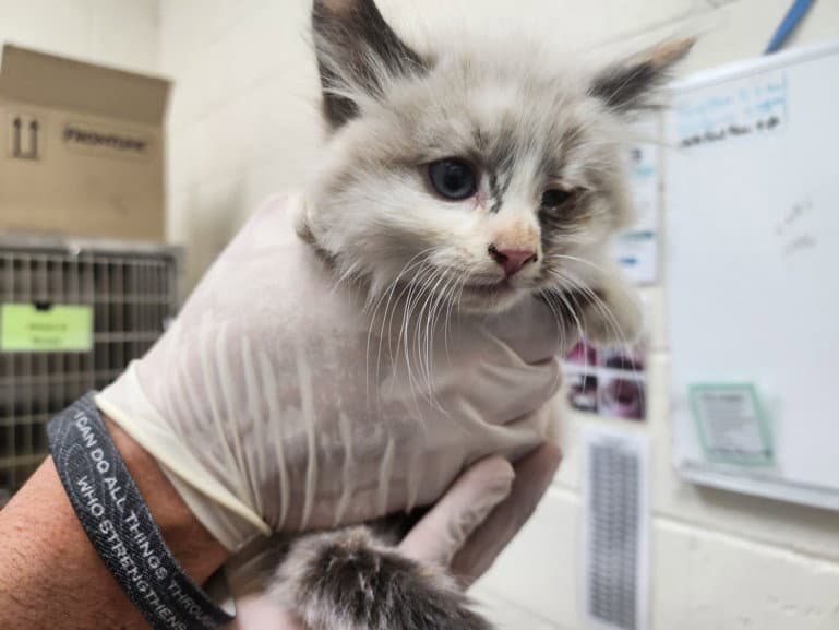 Paris - Domestic Short Hair