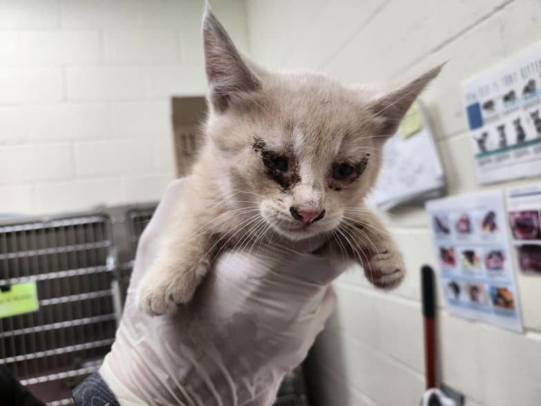 Creme Fraiche - Domestic Short Hair
