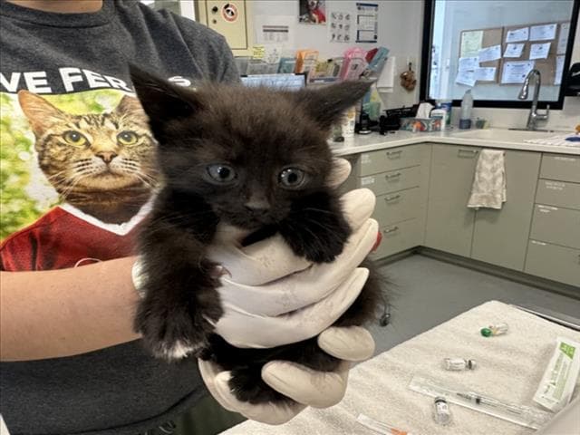 Monroe - Domestic Short Hair