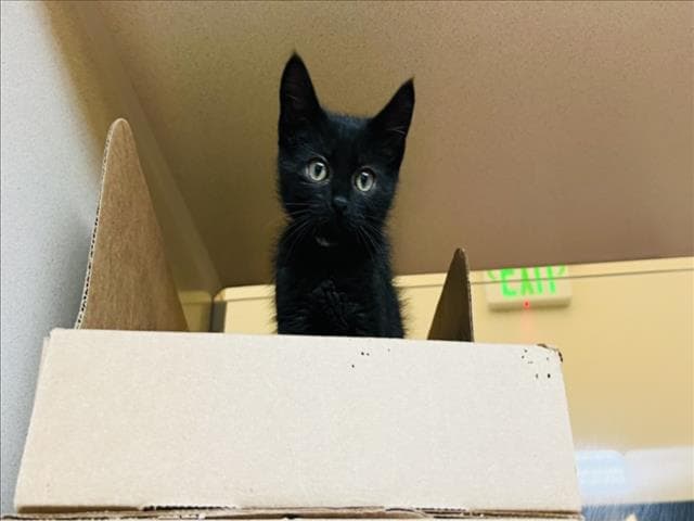 Monroe - Domestic Short Hair