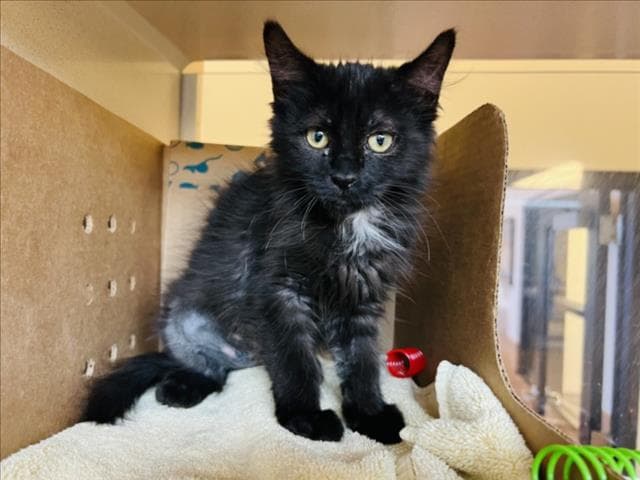 Madison - Domestic Short Hair
