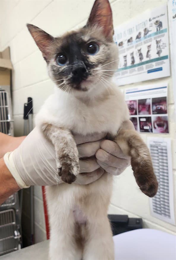 Seena - Siamese