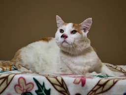 Fluffles image 1