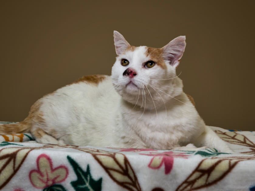 Fluffles - Domestic Short Hair