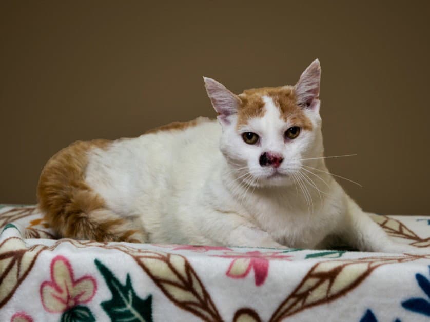 Fluffles - Domestic Short Hair