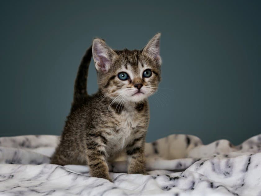 Makemake - Domestic Short Hair