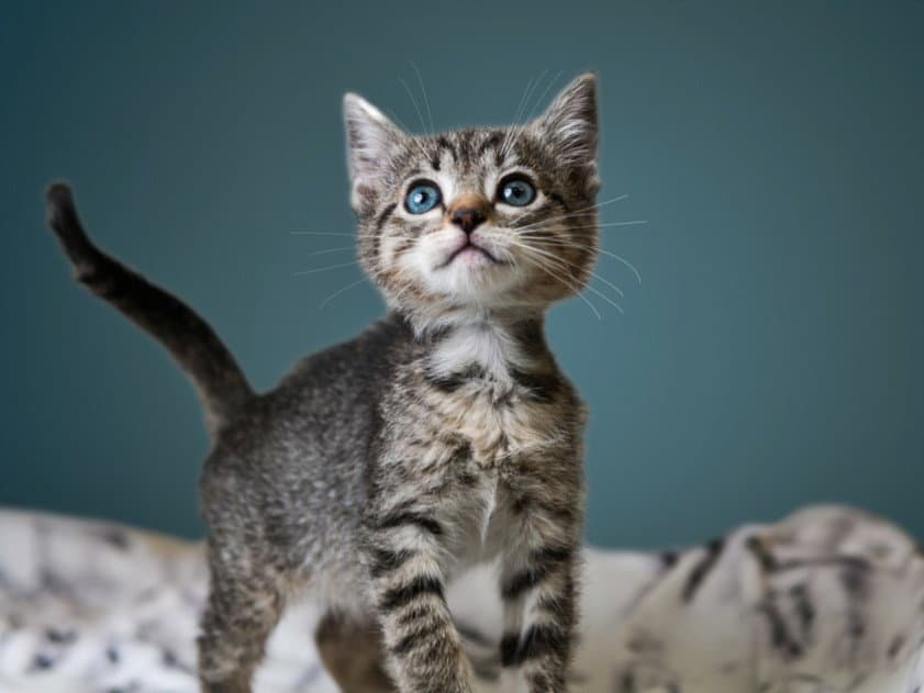 Hamua - Domestic Short Hair
