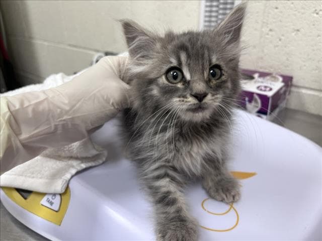 Felicity - Domestic Long Hair