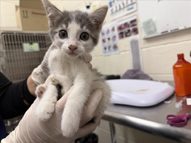 Gemini - Domestic Short Hair