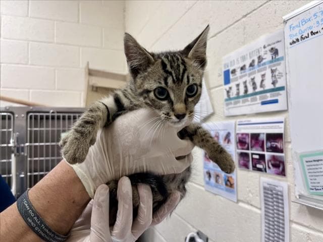 Jakey - Domestic Short Hair