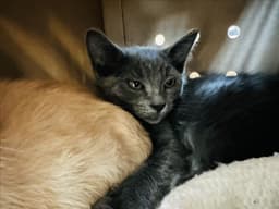 Cherie image 1