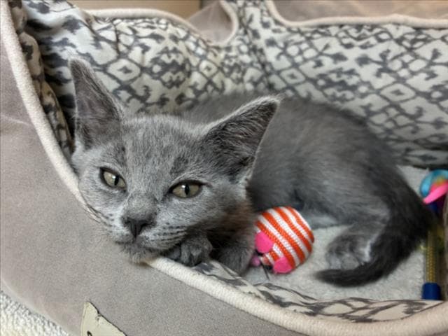 Cherie - Domestic Short Hair