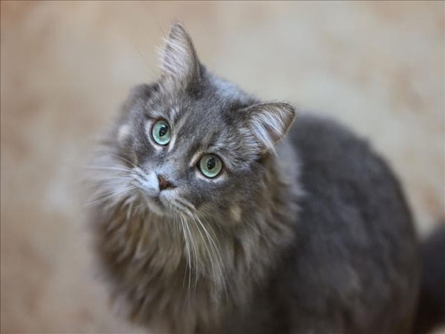 Raya - Domestic Long Hair