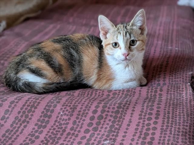 Spirit - Domestic Short Hair