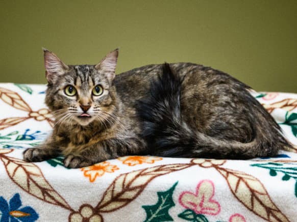 Parvati - Domestic Short Hair