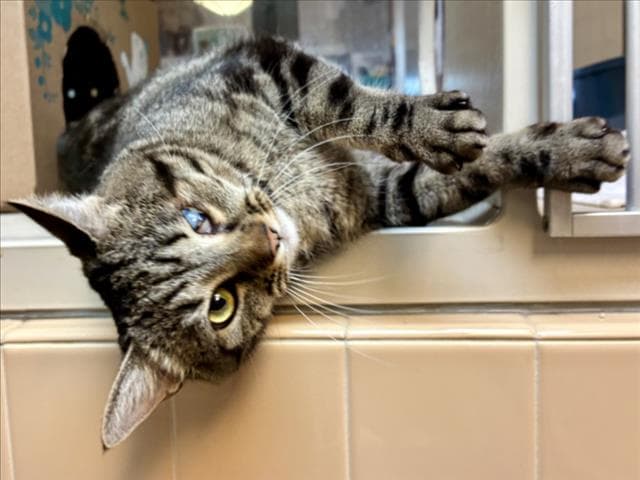 Bellrina - Domestic Short Hair