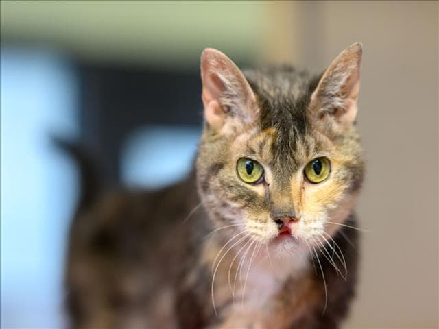 Mimi - Domestic Short Hair