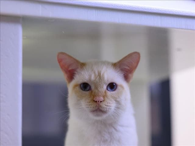 Snowball - Domestic Short Hair
