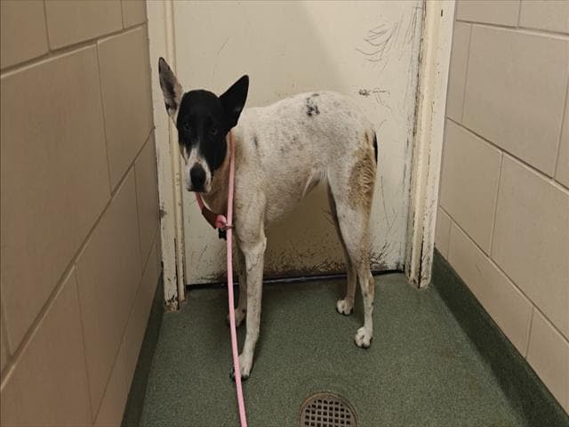 Chica - Queensland Heeler