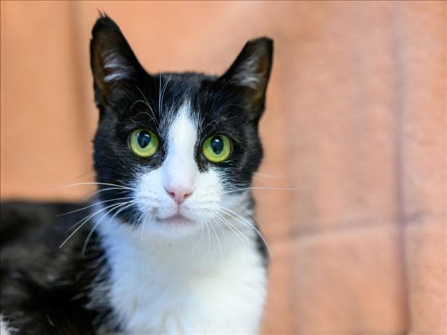 Unknown - Domestic Short Hair