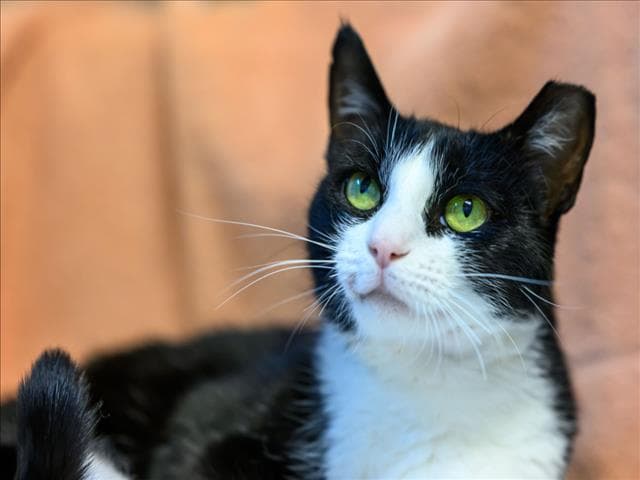 Unknown - Domestic Short Hair