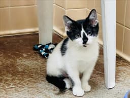 Eleni image 1