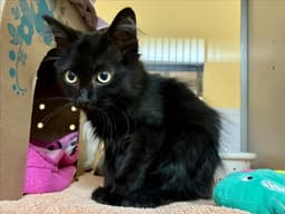 Alfie image 1