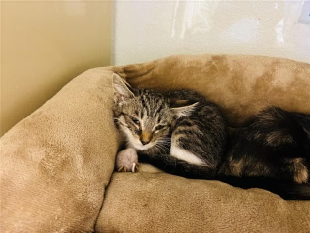 Petey - Domestic Short Hair