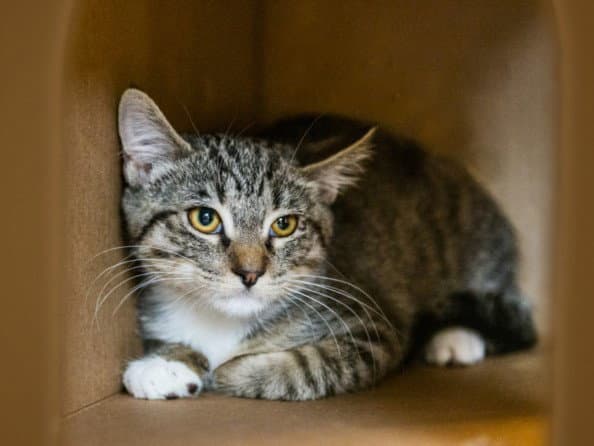 Petey - Domestic Short Hair