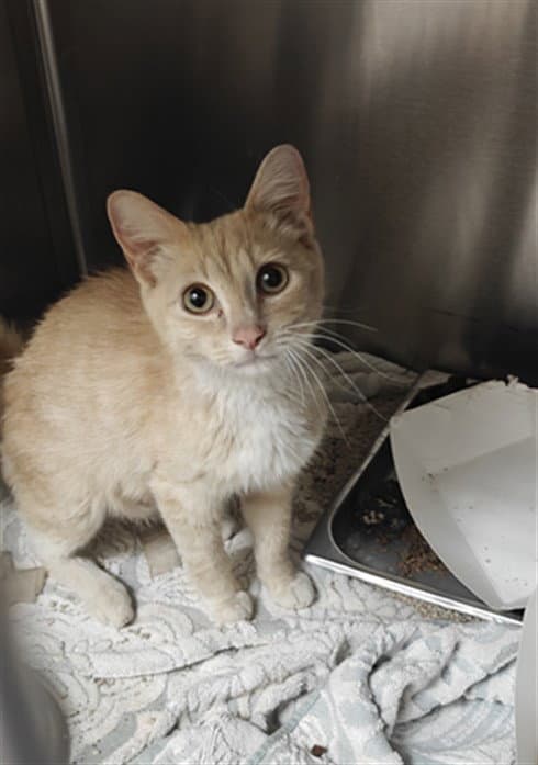 Lala - Domestic Short Hair