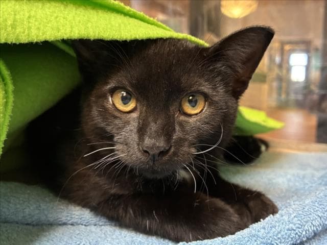 Robbie - Domestic Short Hair
