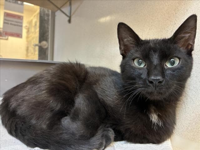 Anita - Domestic Short Hair