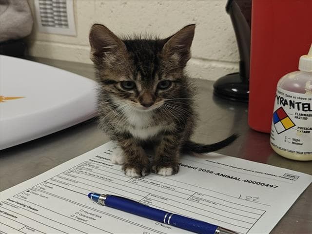 Adrienne - Domestic Short Hair