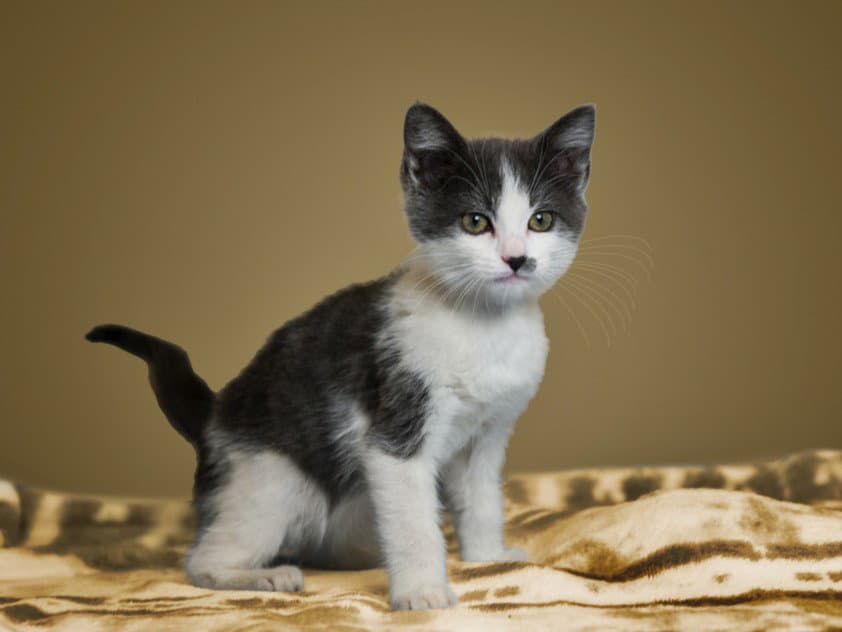 Anastasia - Domestic Short Hair