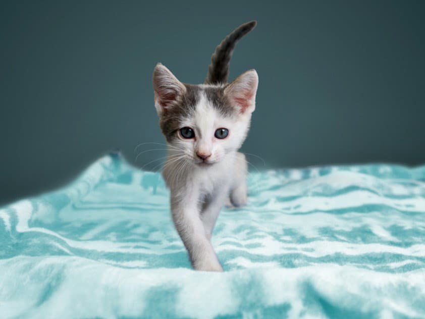 Elsa - Domestic Short Hair