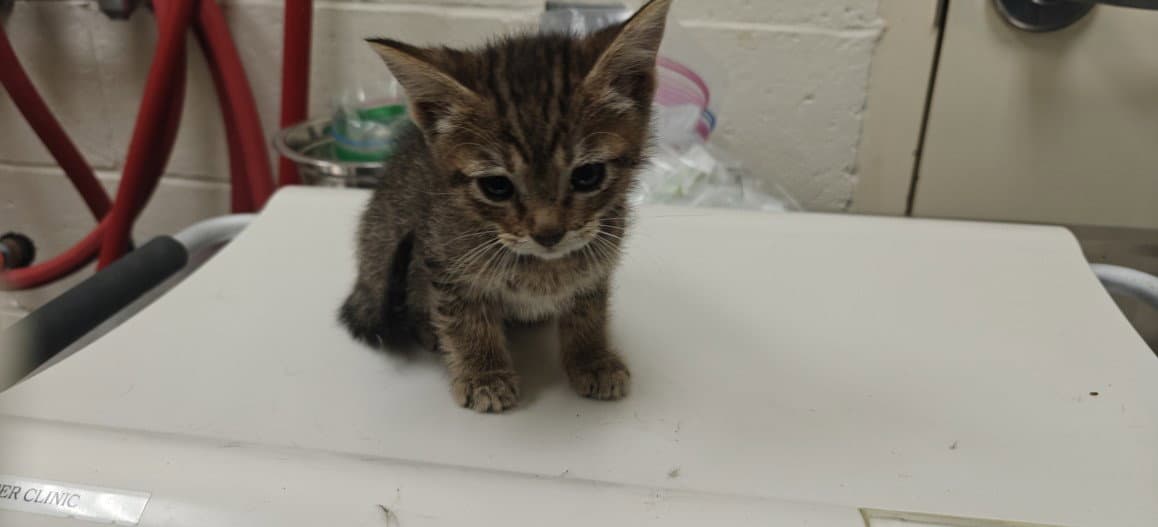Pammy - Domestic Short Hair