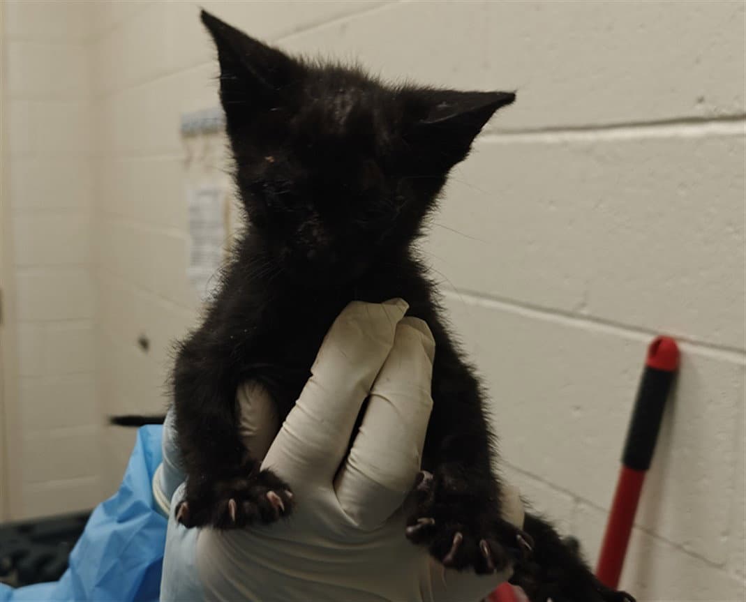 Otto - Domestic Short Hair
