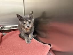 Carmela image 1