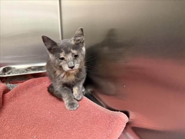 Carmela - Domestic Short Hair